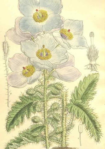 Reproducción/Reproduction 36055646625: Curtis's botanical magazine.. London ; New York [etc.] :Academic Press [etc.]