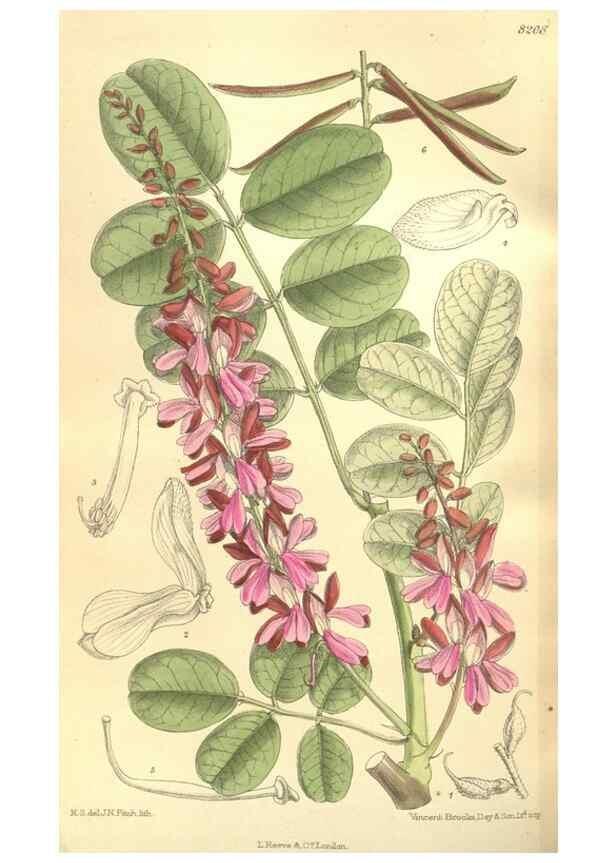 Reproducción/Reproduction 35884069532: Curtis's botanical magazine.. London ; New York [etc.] :Academic Press [etc.]