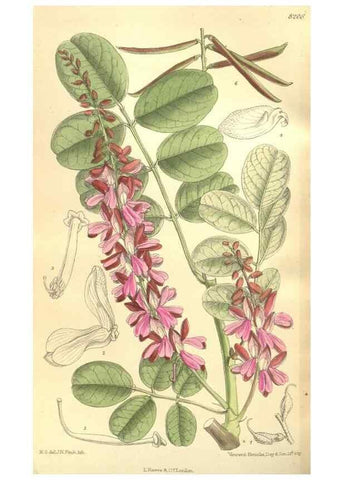 Reproducción/Reproduction 35884069532: Curtis's botanical magazine.. London ; New York [etc.] :Academic Press [etc.]