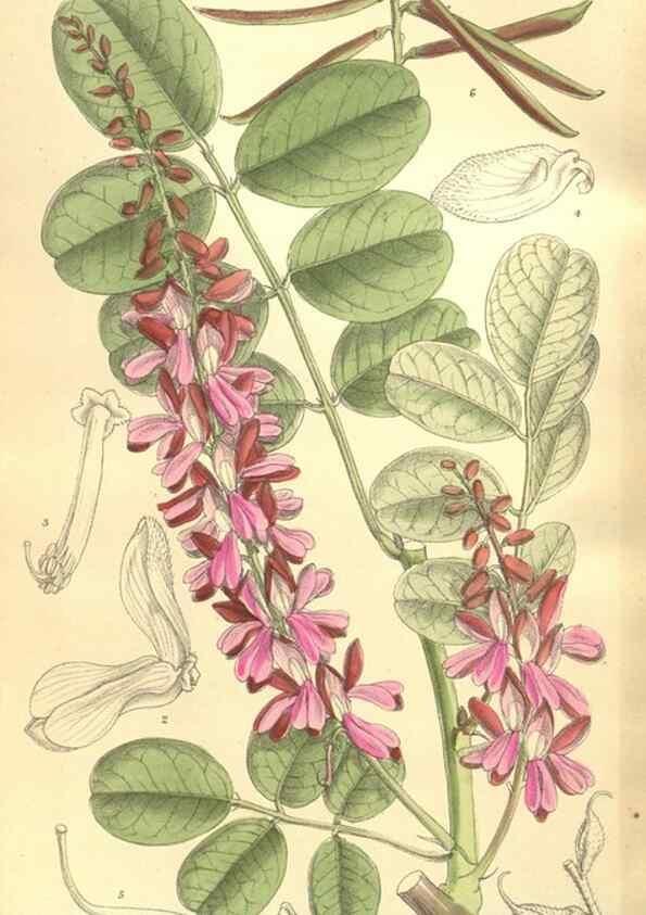 Reproducción/Reproduction 35884069532: Curtis's botanical magazine.. London ; New York [etc.] :Academic Press [etc.]
