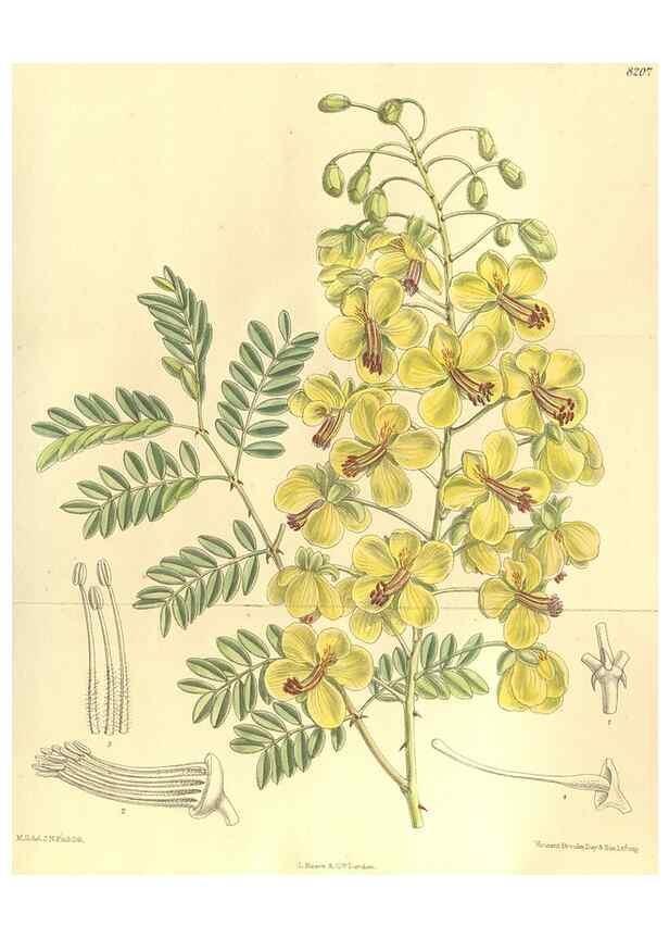 Reproducción/Reproduction 36055618825: Curtis's botanical magazine.. London ; New York [etc.] :Academic Press [etc.]