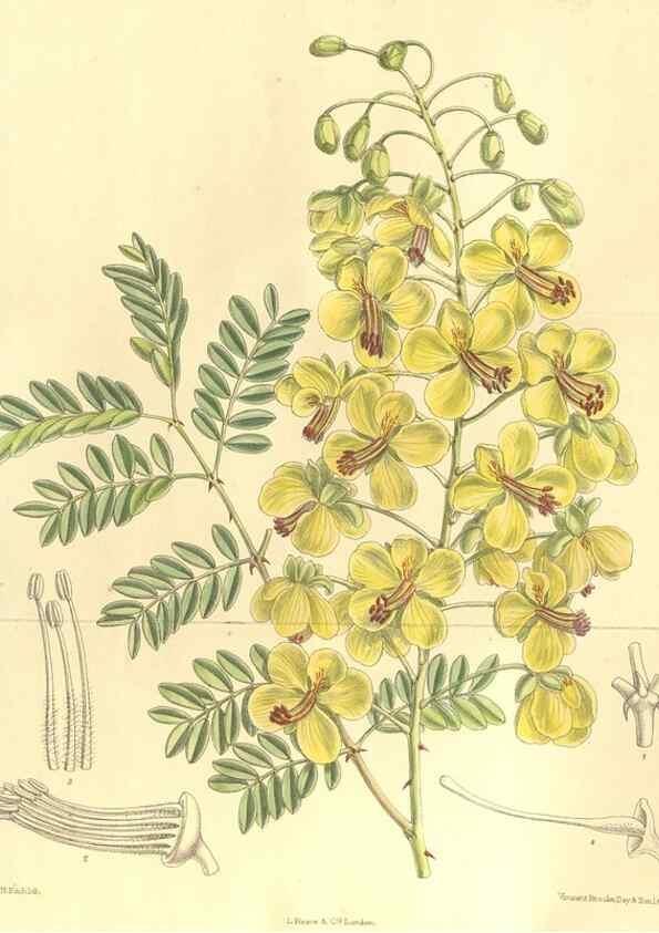 Reproducción/Reproduction 36055618825: Curtis's botanical magazine.. London ; New York [etc.] :Academic Press [etc.]