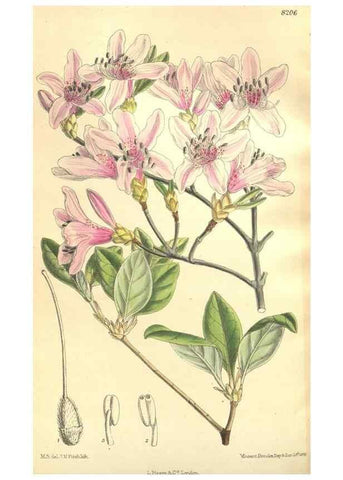 Reproducción/Reproduction 35246404643: Curtis's botanical magazine.. London ; New York [etc.] :Academic Press [etc.]