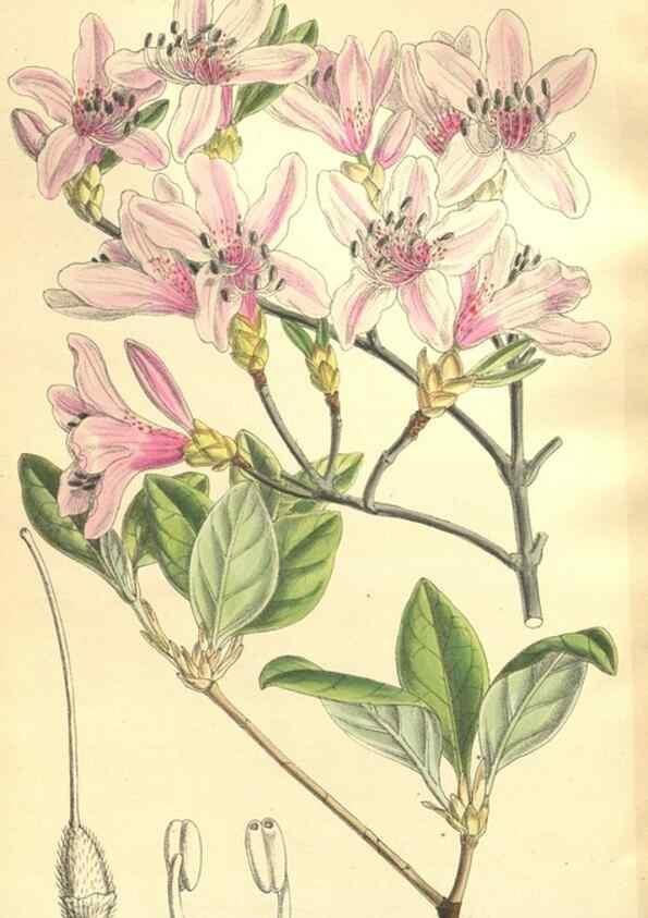 Reproducción/Reproduction 35246404643: Curtis's botanical magazine.. London ; New York [etc.] :Academic Press [etc.]