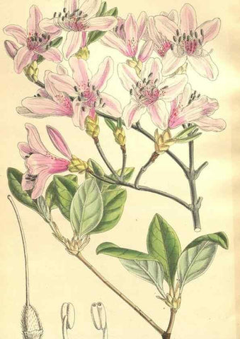 Reproducción/Reproduction 35246404643: Curtis's botanical magazine.. London ; New York [etc.] :Academic Press [etc.]