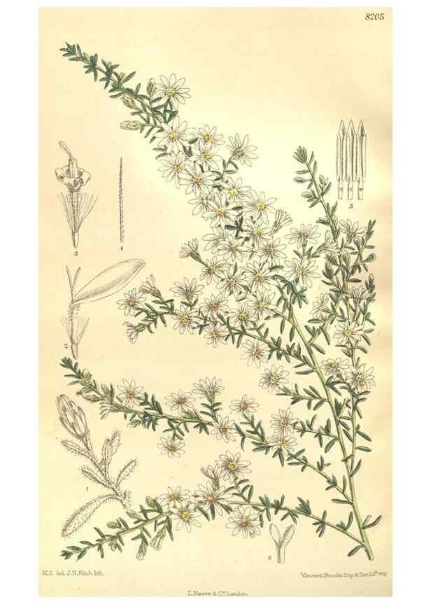 Reproducción/Reproduction 36013898796: Curtis's botanical magazine.. London ; New York [etc.] :Academic Press [etc.]