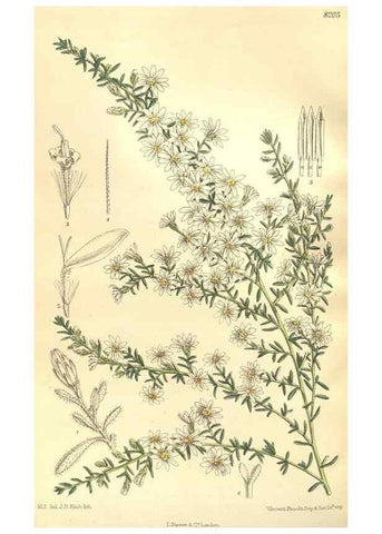 Reproducción/Reproduction 36013898796: Curtis's botanical magazine.. London ; New York [etc.] :Academic Press [etc.]