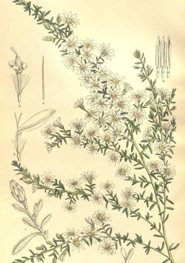 Reproducción/Reproduction 36013898796: Curtis's botanical magazine.. London ; New York [etc.] :Academic Press [etc.]