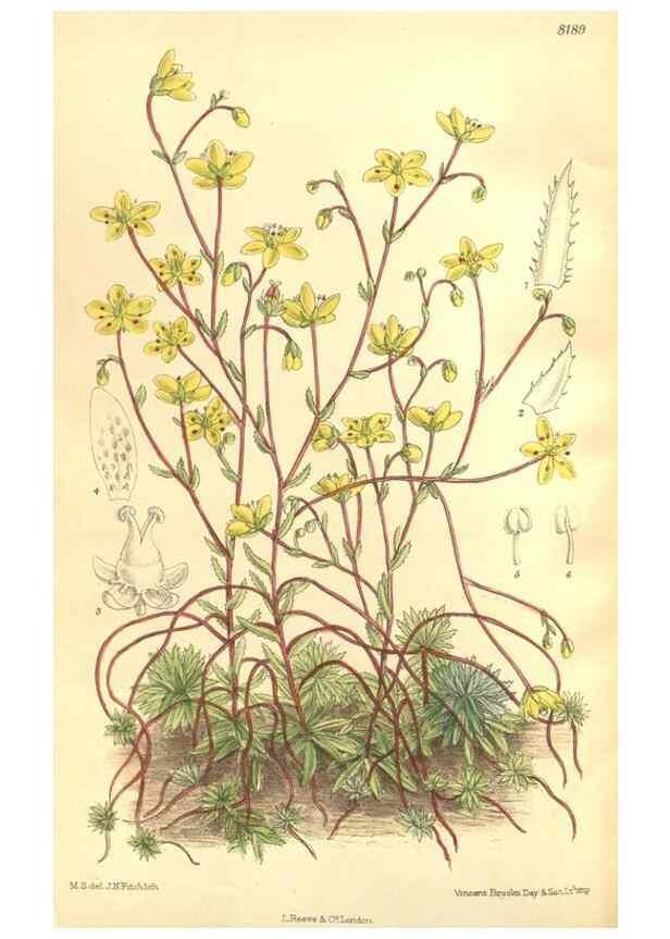 Reproducción/Reproduction 35884040902: Curtis's botanical magazine.. London ; New York [etc.] :Academic Press [etc.]