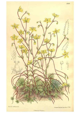 Reproducción/Reproduction 35884040902: Curtis's botanical magazine.. London ; New York [etc.] :Academic Press [etc.]