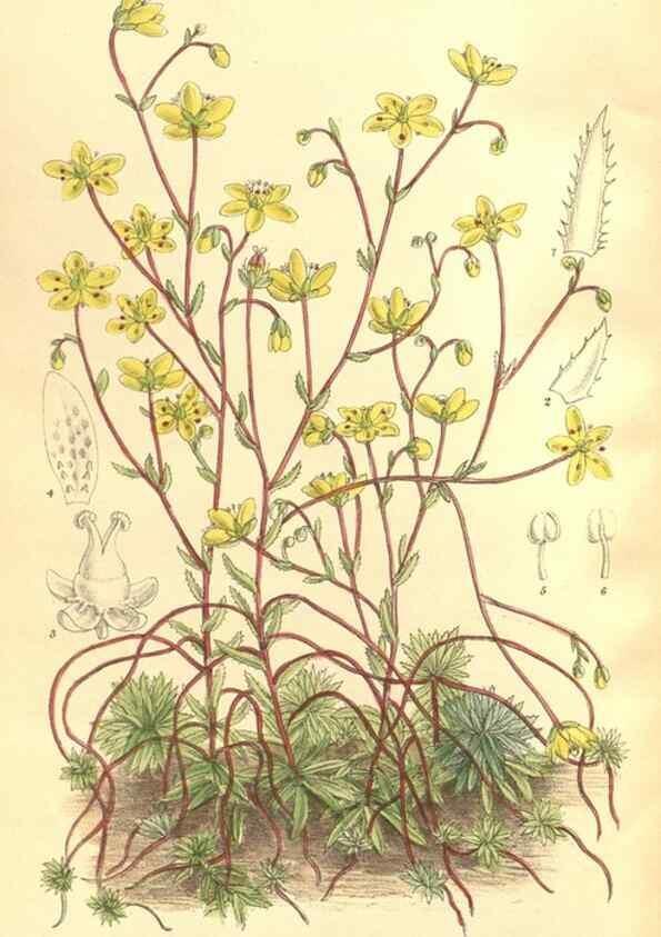 Reproducción/Reproduction 35884040902: Curtis's botanical magazine.. London ; New York [etc.] :Academic Press [etc.]