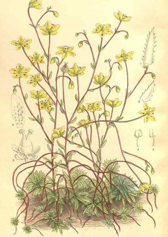 Reproducción/Reproduction 35884040902: Curtis's botanical magazine.. London ; New York [etc.] :Academic Press [etc.]
