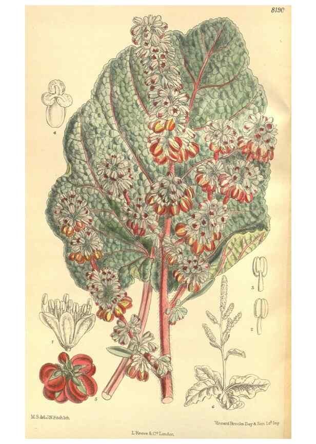 Reproducción/Reproduction 35884042652: Curtis's botanical magazine.. London ; New York [etc.] :Academic Press [etc.]
