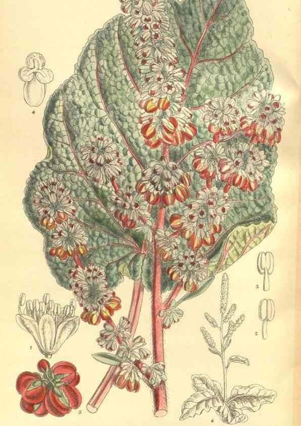 Reproducción/Reproduction 35884042652: Curtis's botanical magazine.. London ; New York [etc.] :Academic Press [etc.]