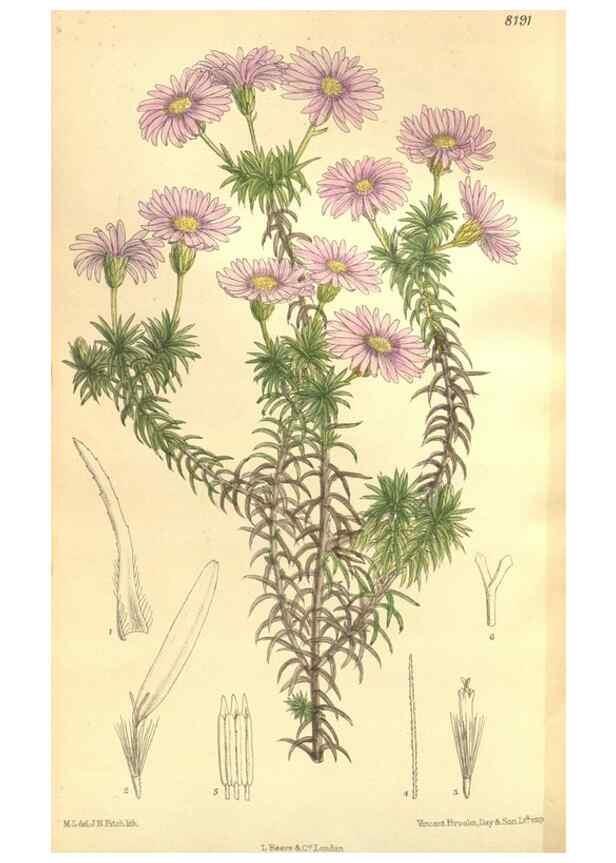 Reproducción/Reproduction 36055584835: Curtis's botanical magazine.. London ; New York [etc.] :Academic Press [etc.]