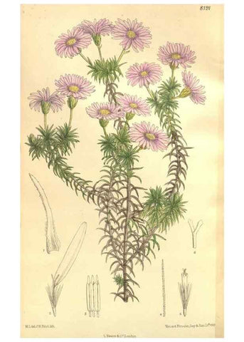 Reproducción/Reproduction 36055584835: Curtis's botanical magazine.. London ; New York [etc.] :Academic Press [etc.]