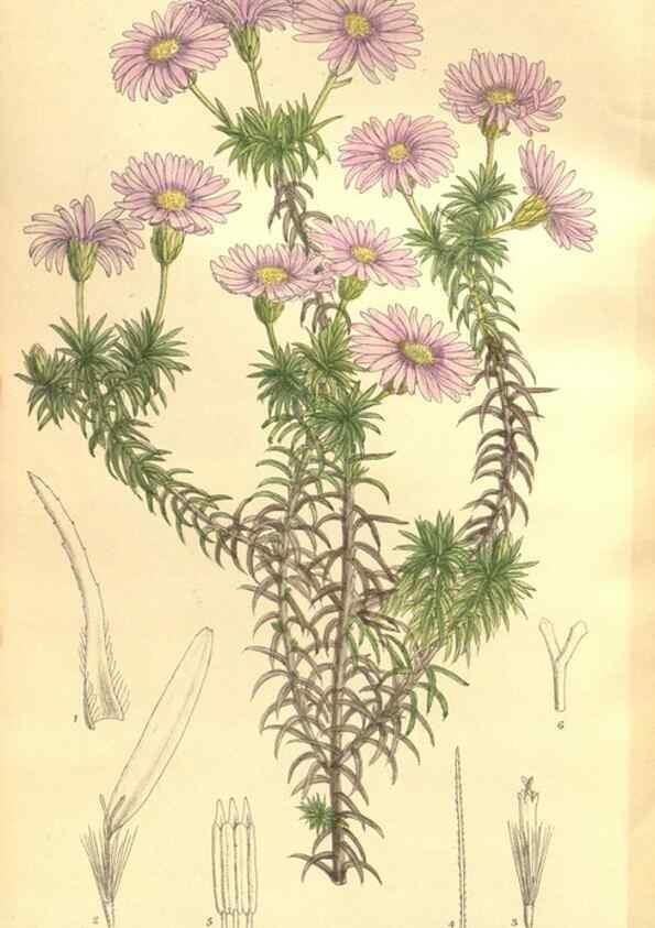 Reproducción/Reproduction 36055584835: Curtis's botanical magazine.. London ; New York [etc.] :Academic Press [etc.]