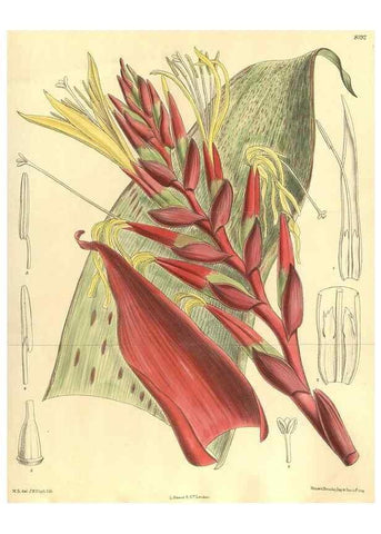 Reproducción/Reproduction 35884046682: Curtis's botanical magazine.. London ; New York [etc.] :Academic Press [etc.]