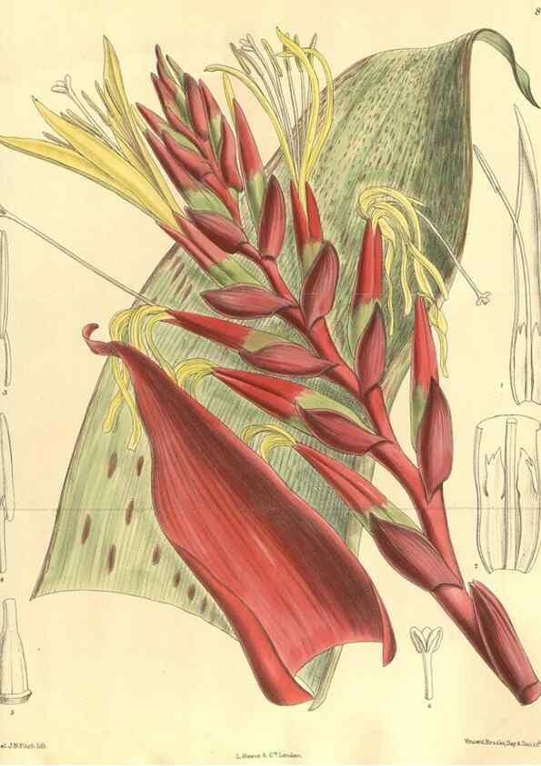 Reproducción/Reproduction 35884046682: Curtis's botanical magazine.. London ; New York [etc.] :Academic Press [etc.]