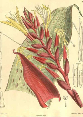 Reproducción/Reproduction 35884046682: Curtis's botanical magazine.. London ; New York [etc.] :Academic Press [etc.]