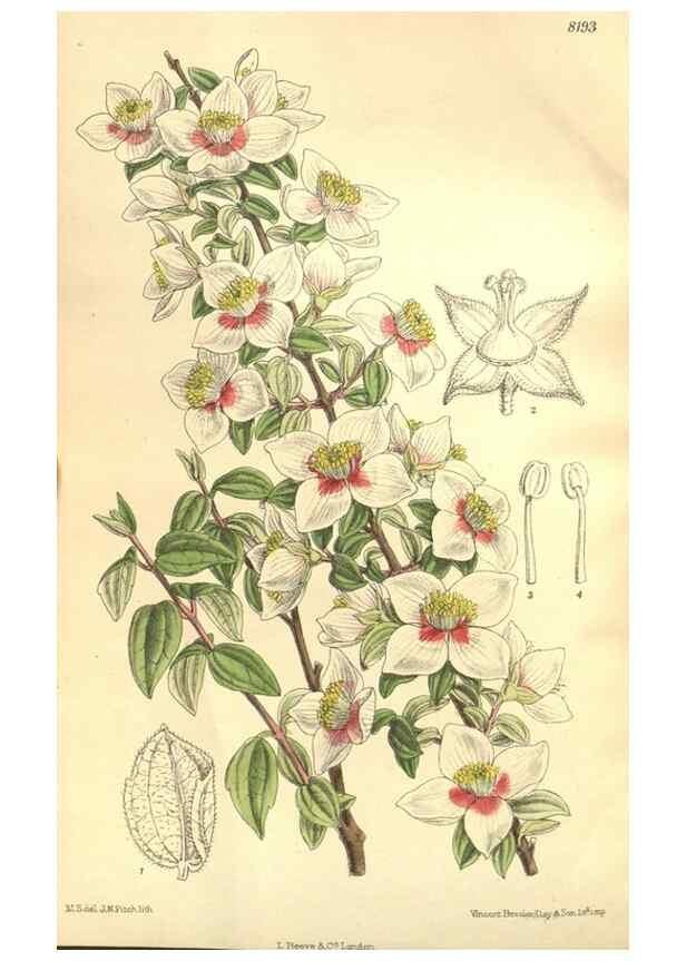 Reproducción/Reproduction 35884049382: Curtis's botanical magazine.. London ; New York [etc.] :Academic Press [etc.]