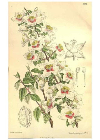 Reproducción/Reproduction 35884049382: Curtis's botanical magazine.. London ; New York [etc.] :Academic Press [etc.]