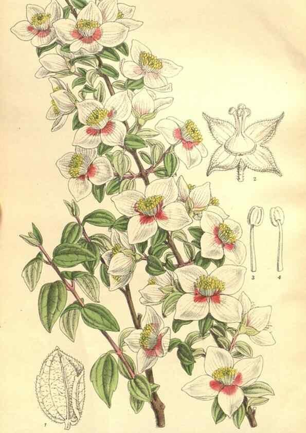 Reproducción/Reproduction 35884049382: Curtis's botanical magazine.. London ; New York [etc.] :Academic Press [etc.]