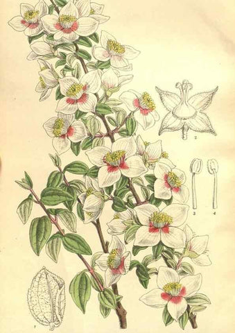 Reproducción/Reproduction 35884049382: Curtis's botanical magazine.. London ; New York [etc.] :Academic Press [etc.]