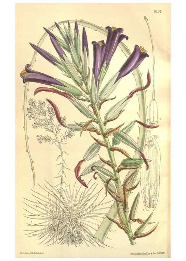 Reproducción/Reproduction 36055592295: Curtis's botanical magazine.. London ; New York [etc.] :Academic Press [etc.]
