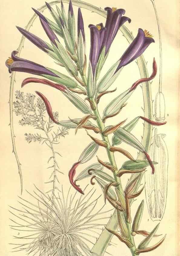 Reproducción/Reproduction 36055592295: Curtis's botanical magazine.. London ; New York [etc.] :Academic Press [etc.]