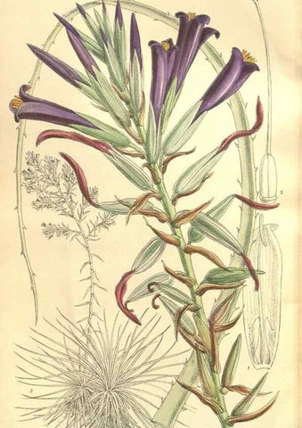 Reproducción/Reproduction 36055592295: Curtis's botanical magazine.. London ; New York [etc.] :Academic Press [etc.]