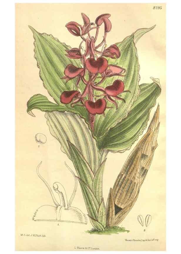 Reproducción/Reproduction 36055594915: Curtis's botanical magazine.. London ; New York [etc.] :Academic Press [etc.]