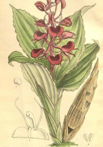 Reproducción/Reproduction 36055594915: Curtis's botanical magazine.. London ; New York [etc.] :Academic Press [etc.]