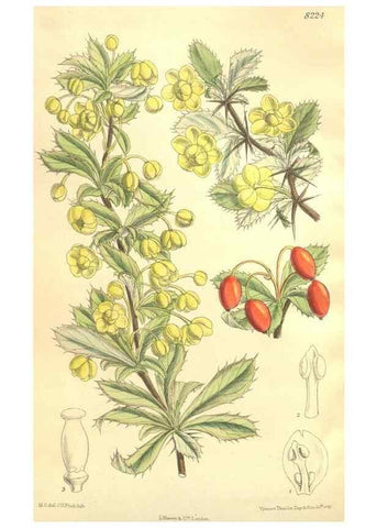 Reproducción/Reproduction 35921745101: Curtis's botanical magazine.. London ; New York [etc.] :Academic Press [etc.]