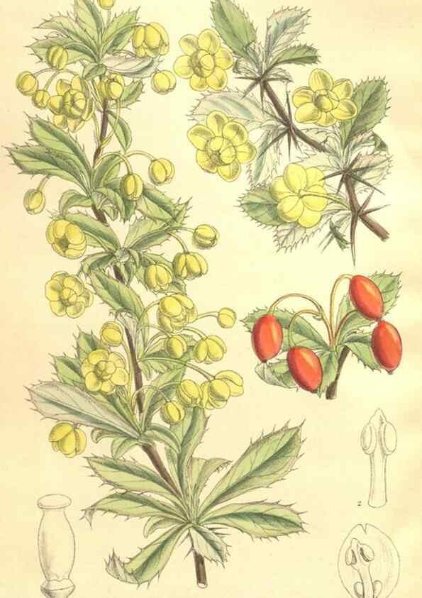 Reproducción/Reproduction 35921745101: Curtis's botanical magazine.. London ; New York [etc.] :Academic Press [etc.]