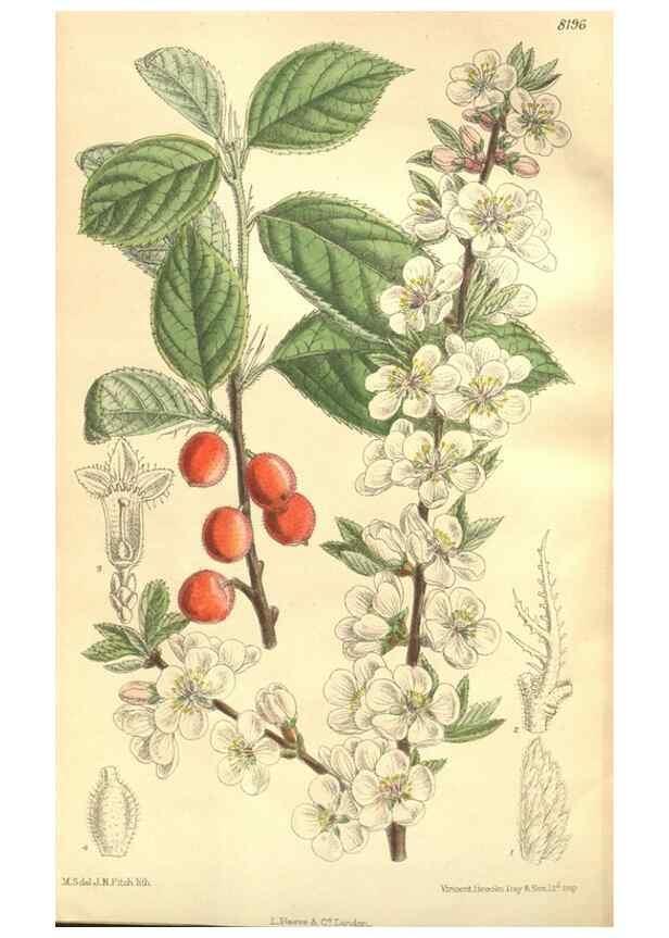 Reproducción/Reproduction 35246381243: Curtis's botanical magazine.. London ; New York [etc.] :Academic Press [etc.]