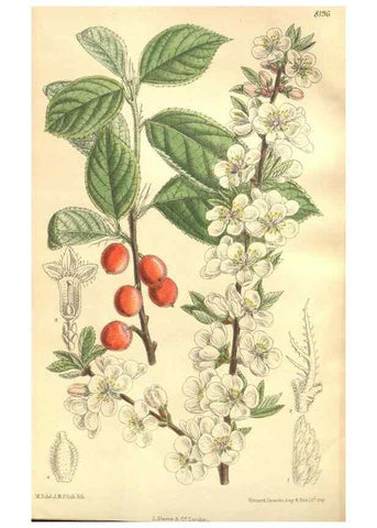 Reproducción/Reproduction 35246381243: Curtis's botanical magazine.. London ; New York [etc.] :Academic Press [etc.]