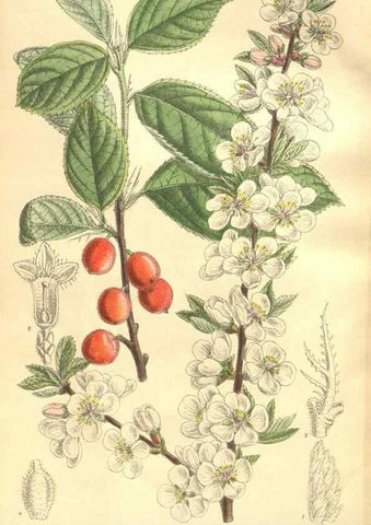 Reproducción/Reproduction 35246381243: Curtis's botanical magazine.. London ; New York [etc.] :Academic Press [etc.]
