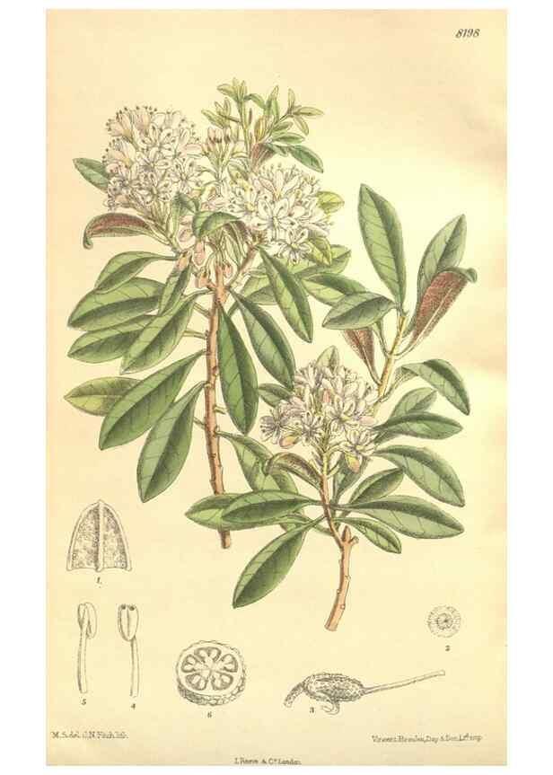 Reproducción/Reproduction 35884062092: Curtis's botanical magazine.. London ; New York [etc.] :Academic Press [etc.]