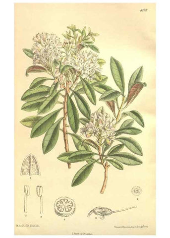 Reproducción/Reproduction 35884062092: Curtis's botanical magazine.. London ; New York [etc.] :Academic Press [etc.]