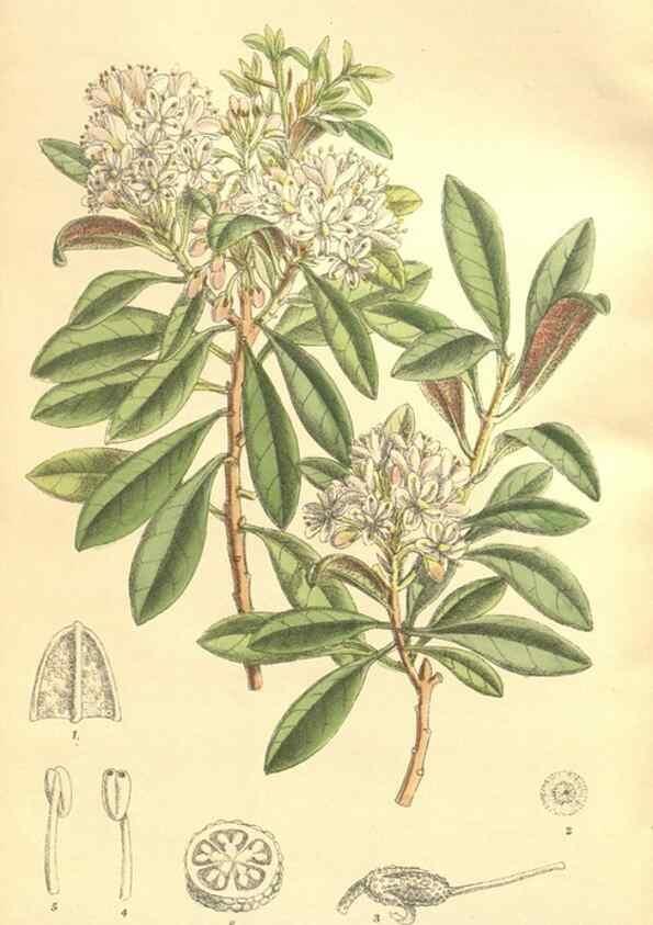 Reproducción/Reproduction 35884062092: Curtis's botanical magazine.. London ; New York [etc.] :Academic Press [etc.]