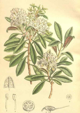 Reproducción/Reproduction 35884062092: Curtis's botanical magazine.. London ; New York [etc.] :Academic Press [etc.]