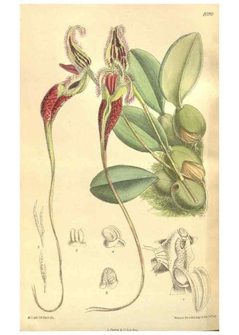 Reproducción/Reproduction 35884063202: Curtis's botanical magazine.. London ; New York [etc.] :Academic Press [etc.]