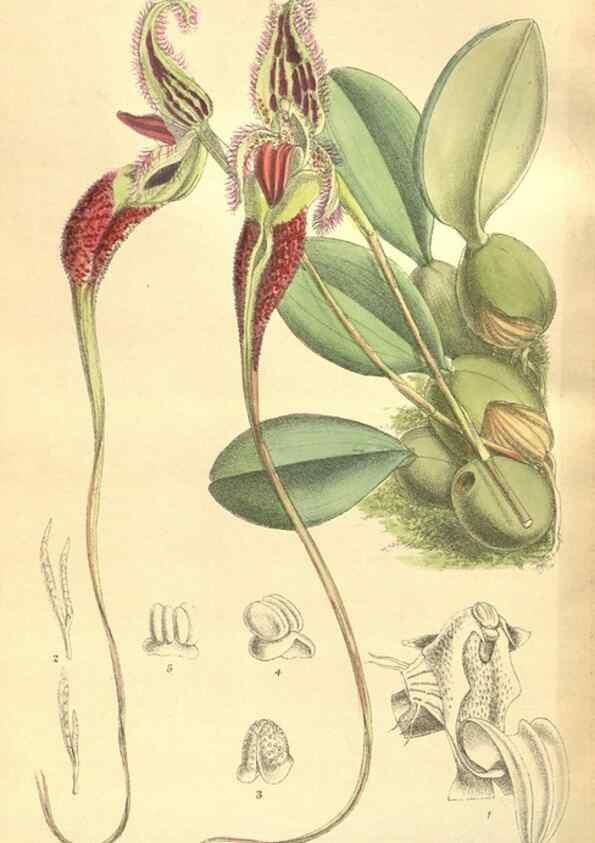 Reproducción/Reproduction 35884063202: Curtis's botanical magazine.. London ; New York [etc.] :Academic Press [etc.]