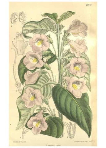 Reproducción/Reproduction 35246388793: Curtis's botanical magazine.. London ; New York [etc.] :Academic Press [etc.]
