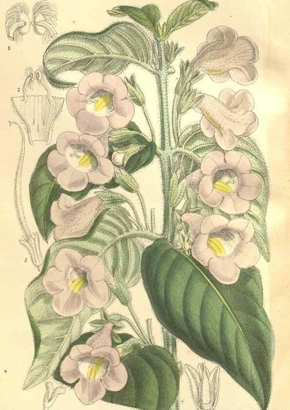Reproducción/Reproduction 35246388793: Curtis's botanical magazine.. London ; New York [etc.] :Academic Press [etc.]