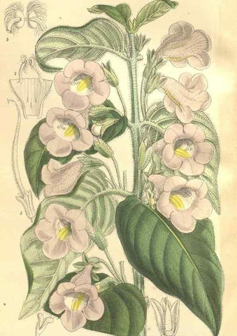 Reproducción/Reproduction 35246388793: Curtis's botanical magazine.. London ; New York [etc.] :Academic Press [etc.]