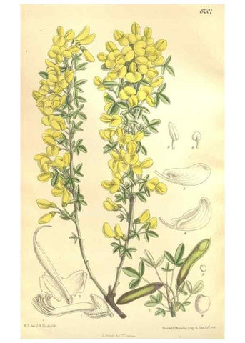 Reproducción/Reproduction 35884064852: Curtis's botanical magazine.. London ; New York [etc.] :Academic Press [etc.]
