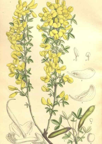 Reproducción/Reproduction 35884064852: Curtis's botanical magazine.. London ; New York [etc.] :Academic Press [etc.]