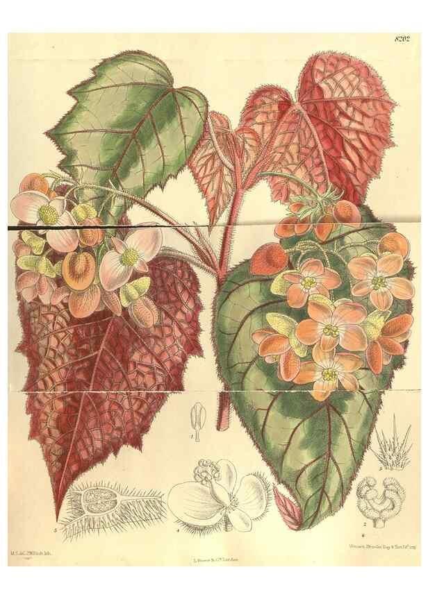 Reproducción/Reproduction 35246394333: Curtis's botanical magazine.. London ; New York [etc.] :Academic Press [etc.]